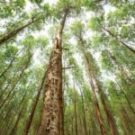 Environmental Stewardship